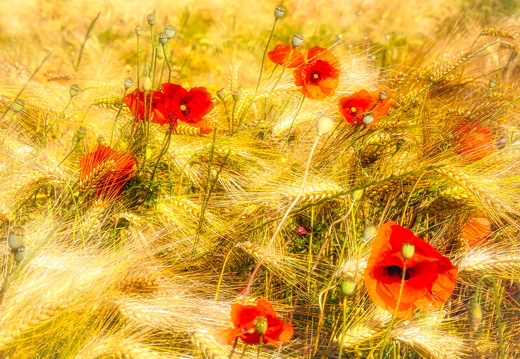 Sommer