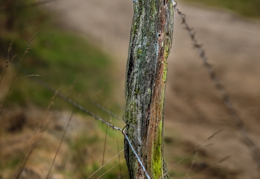 Am Wegesrand 