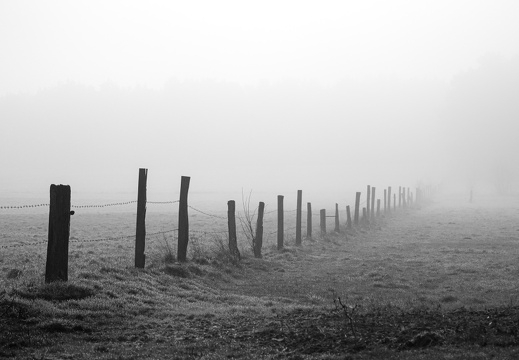 Buchwedel-Nebel