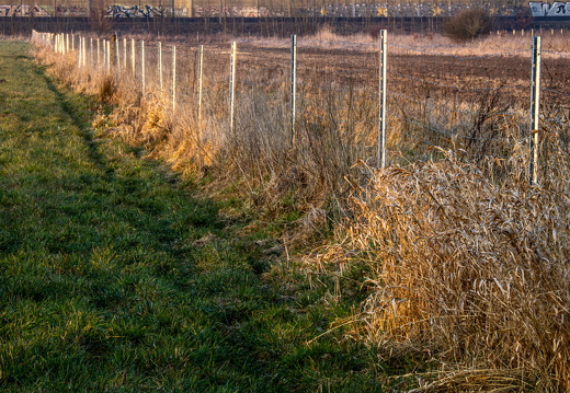 In der Abendsonne
