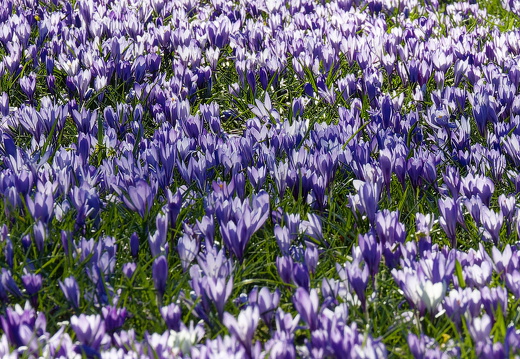 Krokusblüte