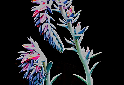 Echeveria Cheyenne