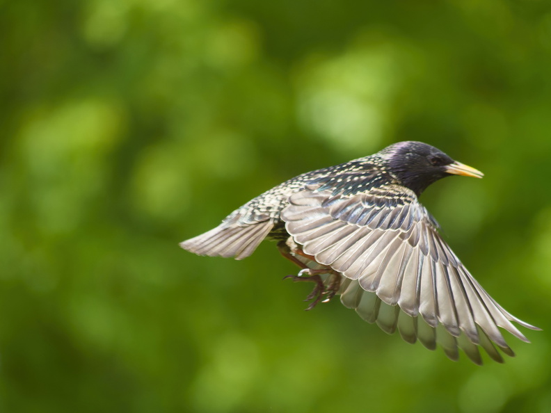Star im Landeanflug.jpg