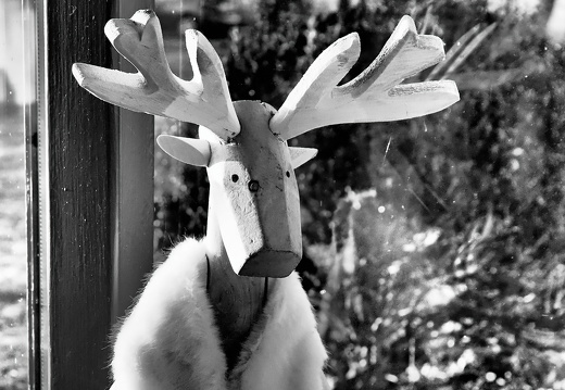 Elch im Hermelinmantel