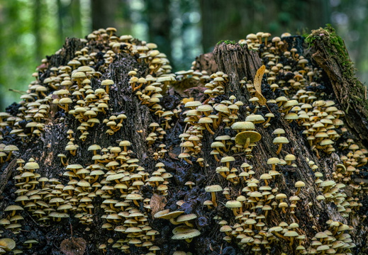 Schwefelkopf (Hypholoma fasciculare)