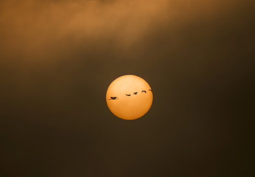 Kraniche im Sonnenaufgang (Anna-Lena Hildebrand)