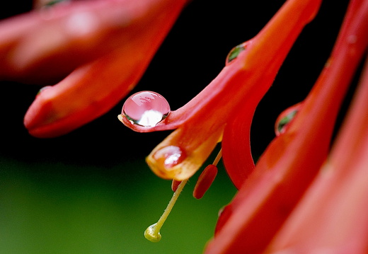 Wassertropfen Blüte