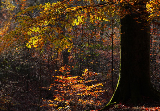 Wald 9082
