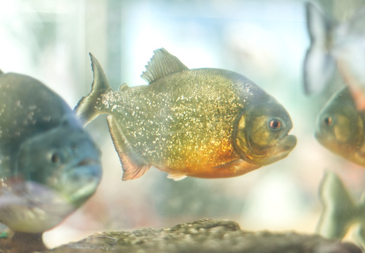 Roter Piranha