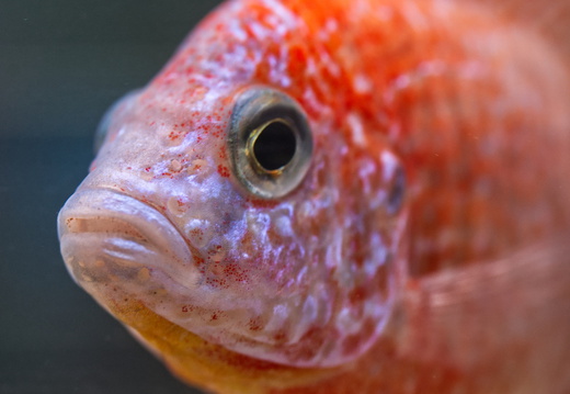 Fisch 1