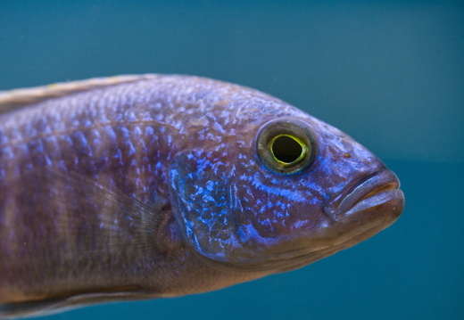 Fisch 2