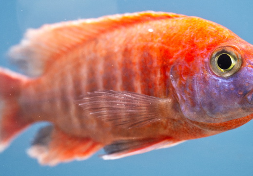 Fisch 3