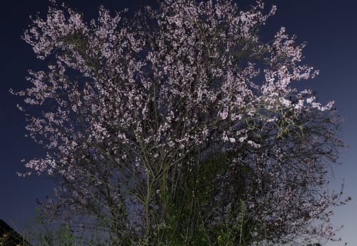weißer Blüten