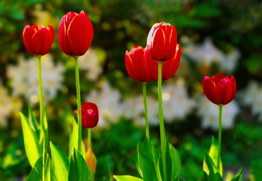 Tulpen