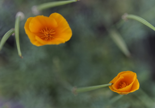 Mohn