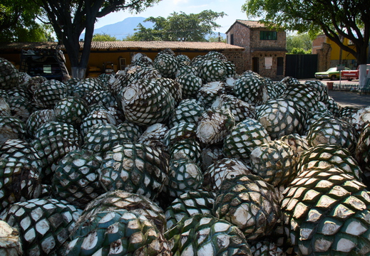 Tequila